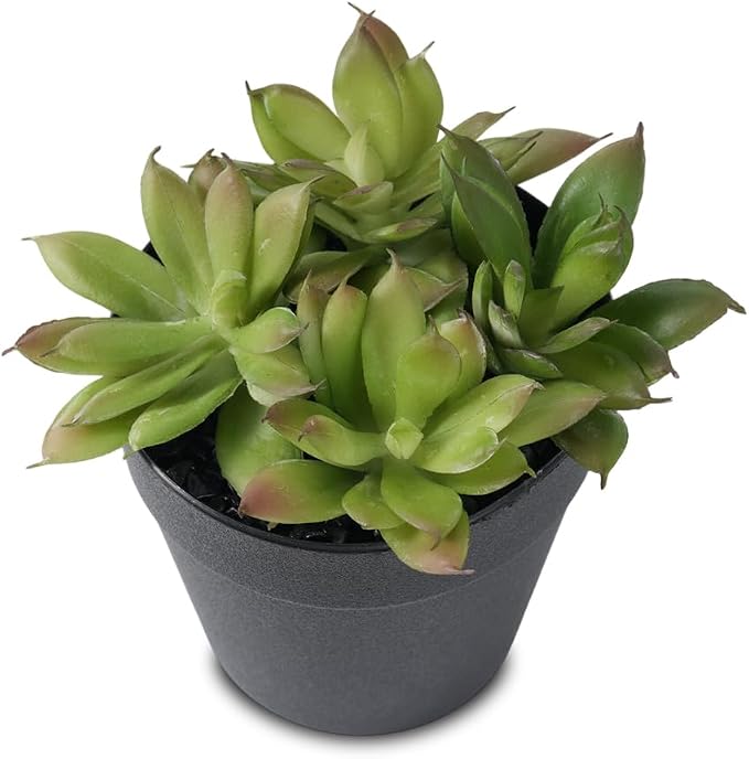Faux Assorted Succulents by Unknown