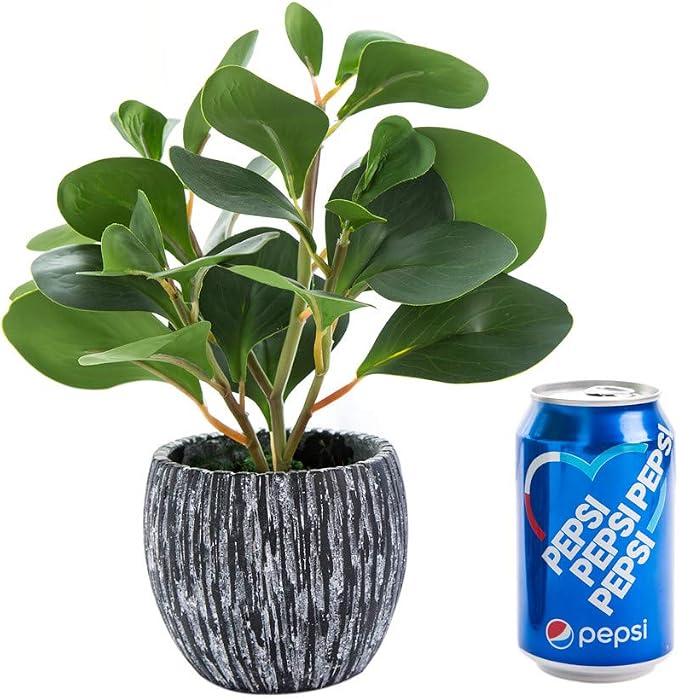 AlphaAcc Artificial Plants Real Looking and Touching Fake Plant Evergreen - Image 9