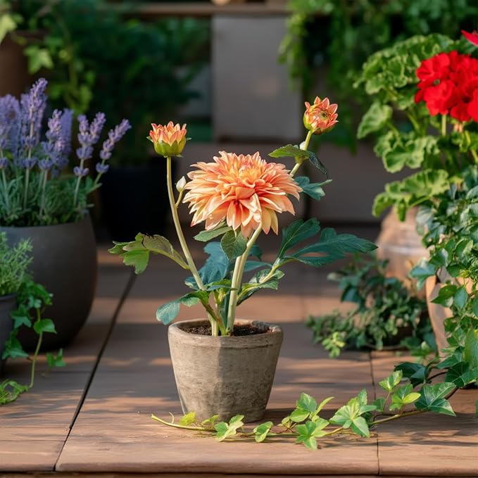 Champagne Dahlia Flowers Fake Silk Mums Flower Artificial Chrysanthemum Flowers - Image 8