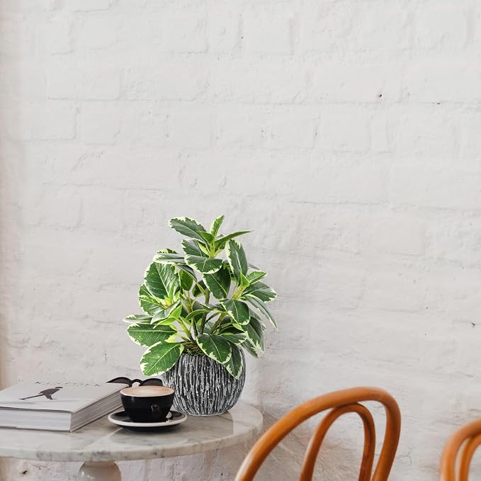 Artificial Plants Indoor Outdoor, Faux Variegated Oak Leaf Plant, Fake Potted - Image 7
