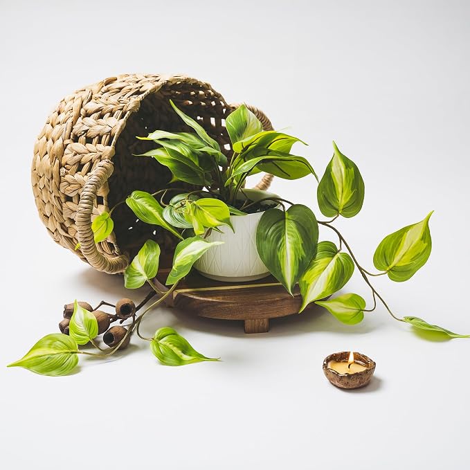 Kurrajong Farmhouse Light Green Fake pothos Plant | Fake Plant - Image 5