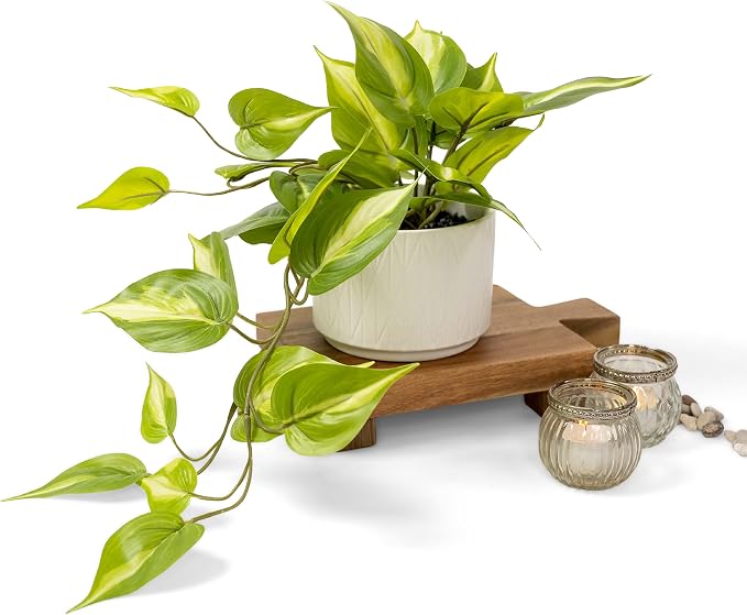 Kurrajong Farmhouse Light Green Fake pothos Plant | Fake Plant by KurrajongFarmhouse