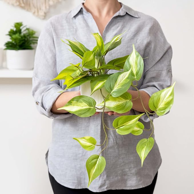 Kurrajong Farmhouse Light Green Fake pothos Plant | Fake Plant - Image 4